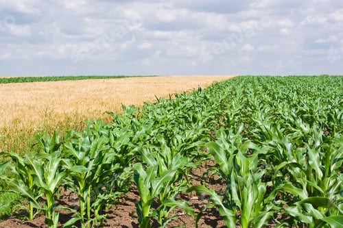 Preview: Corn And Wheat Field Under Cloudy Sky