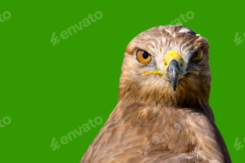Preview: Bird Of Prey. Bird Portrait. Isolated Bird. Green Background. Bird: Long Legged Buzzard. Buteo