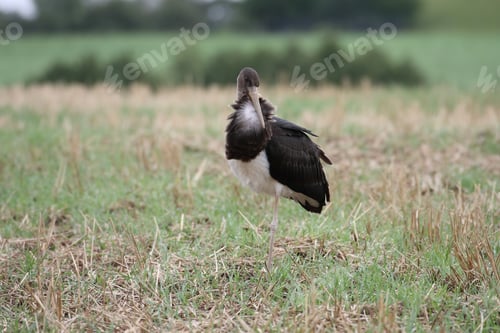 Preview: Young Black Stork (Ciconia Nigra) Saxony Germany