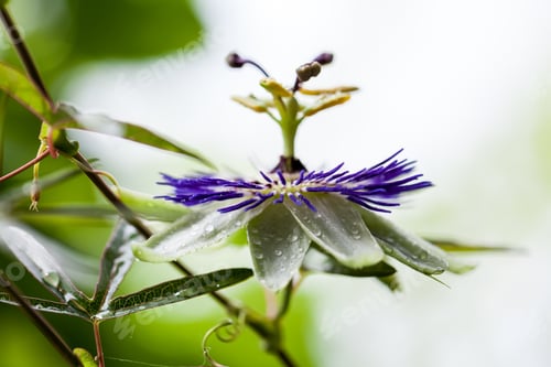 Preview: Passion Flower (Passiflora Incarnata) With Details