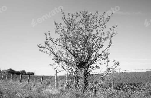 Preview: Isolated Bush On The Edge Of Farmland
