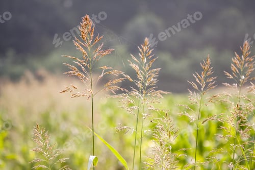 Preview: Green Ears Isolated On Green, Natural Background