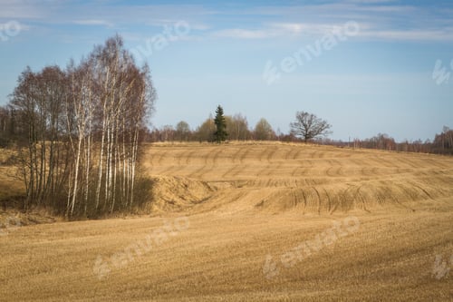 Preview: Processed Cereal Fields In Spring