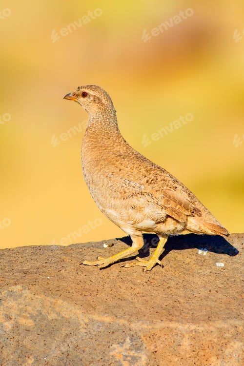 Preview: Partridge. Yellow Nature Background. Bird: See See Partridge. Ammoperdix Griseogularis.