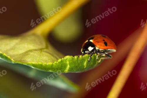 Preview: Cute Red Ladybird. Green Red Nature Background. Macro Photography.
