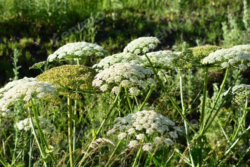 Preview: Blooming Heracleum Flowers