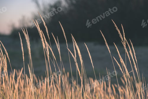 Preview: Autumn Grass Bents Against Dark Background In Warm Day. Countryside - Vintage Film Look