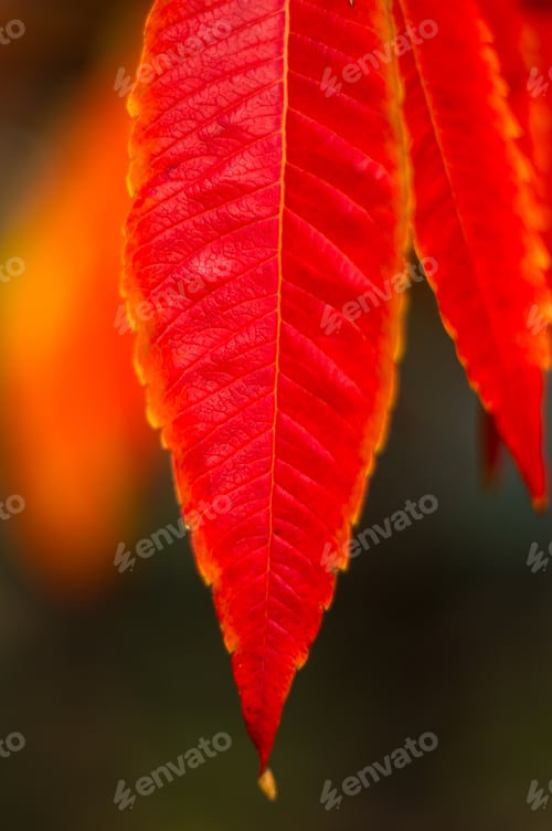 Preview: Autumn Red And Yellow Colors Of The Rhus Typhina, Staghorn Sumac, Anacardiaceae, Leaves Of Sumac On