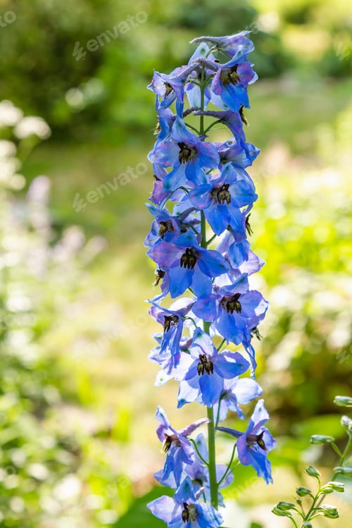 Preview: Beautiful Delphiniums Blooming In The Garden.