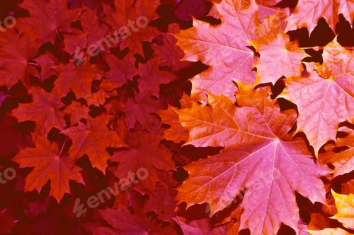 Preview: Maple. Autumn Landscape With Bright Colorful Leaves. Indian Summer. Foliage