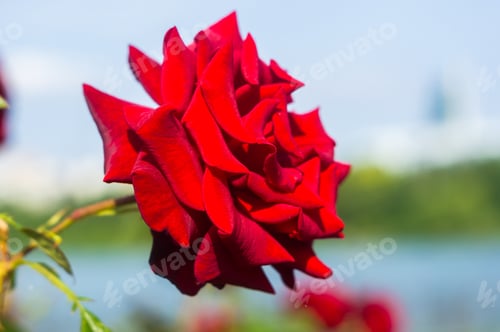Preview: Red Rose Flower. Nature. Close Up, Selective Focus