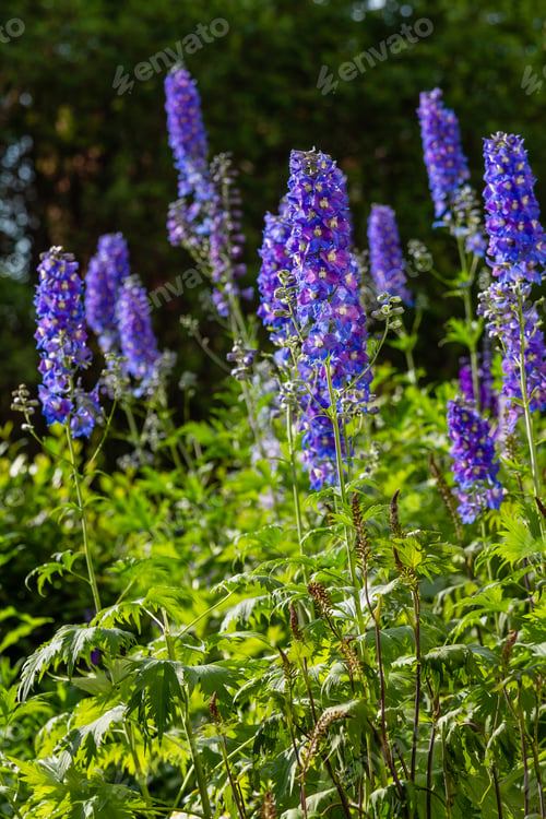 Preview: Beautiful Delphiniums Blooming In The Garden.