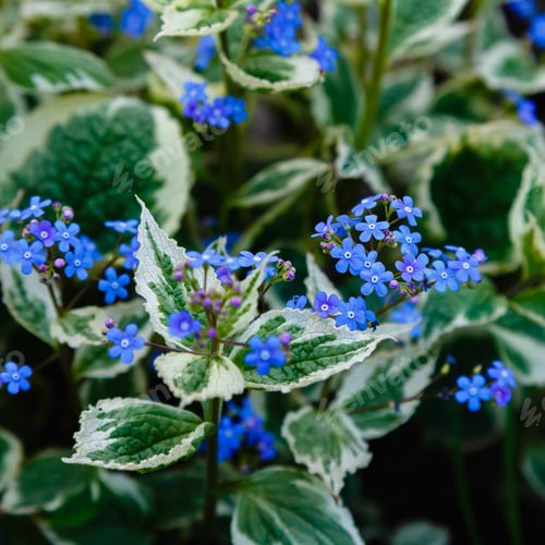 Preview: Little Blue Jack Frost Flowers, Also Known As False Forget-Me-Not In Springtime. Blue Flowers Of