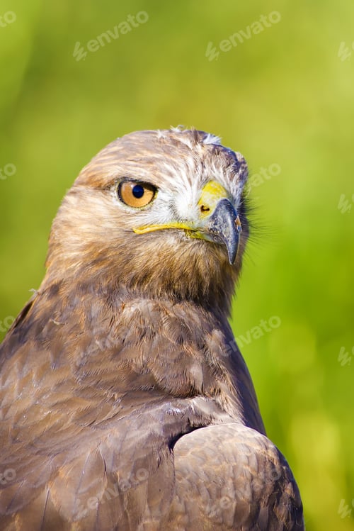 Preview: Bird Of Prey. Buzzard Portrait. Green Nature Background. Bird: Long Legged Buzzard. Buteo Rufinus.