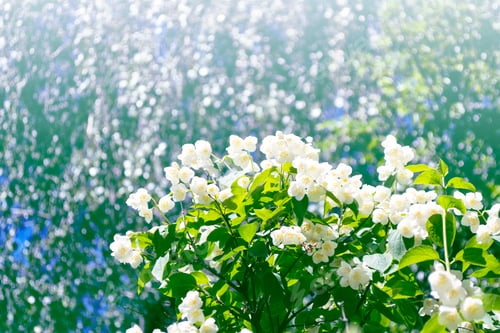 Preview: White Jasmine. The Branch Delicate Spring Flowers