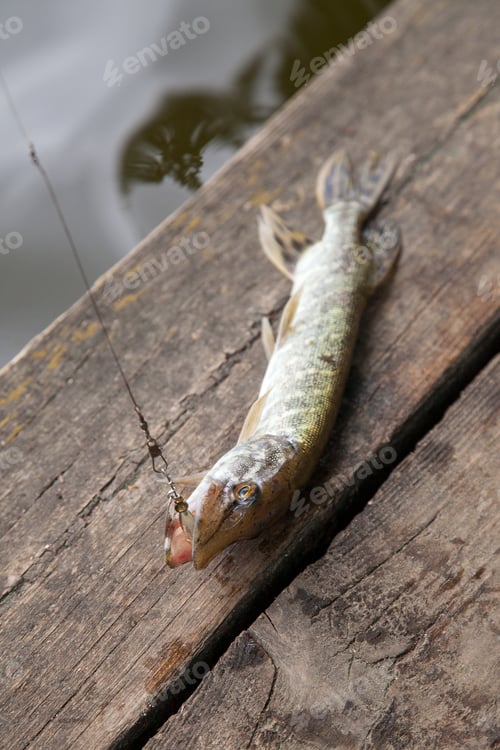 Preview: Freshwater Northern Pike Fish Know As Esox Lucius With Lure In Mouth Lying On Vintage Wooden
