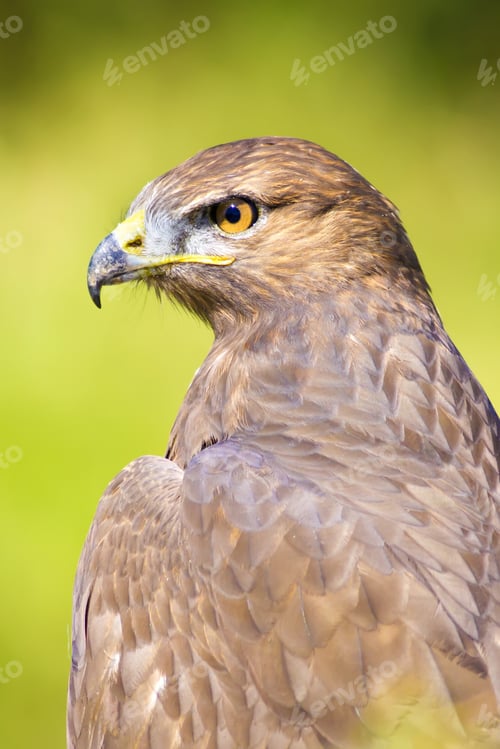 Preview: Bird Of Prey. Buzzard Portrait. Green Nature Background. Bird: Long Legged Buzzard. Buteo Rufinus.
