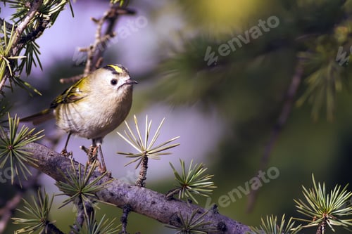 Preview: Cute Forest Bird. Common Firecrest / Regulus Ignicapilla