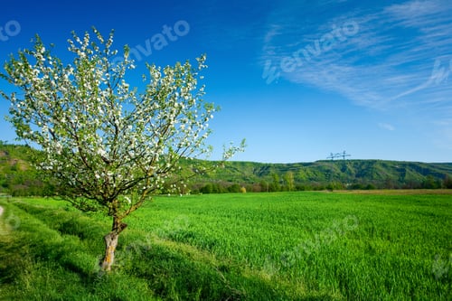 Preview: Landscape With A Lone Tree In A Wheat Field