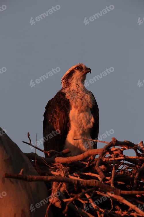 Preview: Osprey (Pandion Haliaetus) Sitting In The Nest At The Last Evening Light Queensland, Australia