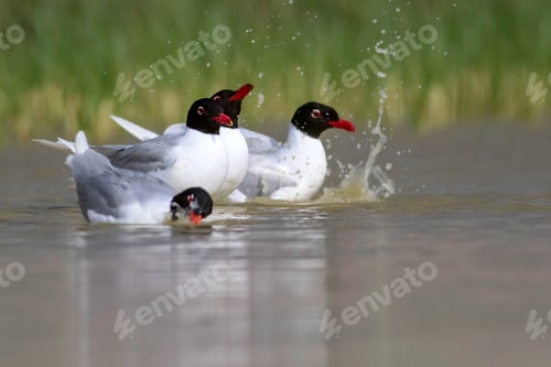 Preview: White Gulls. Blue Green Nature Background. Bird: Mediterranean Gull. Ichthyaetus Melanocephalus.