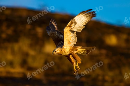 Preview: Flying Buzzard. Natural Background.