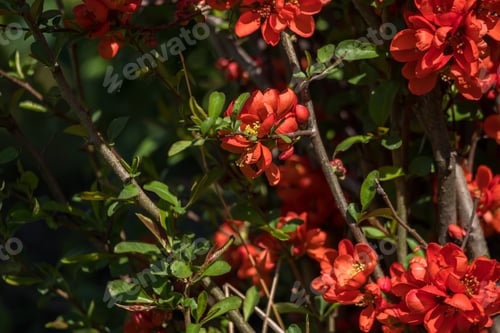 Preview: Blossom In The Garden