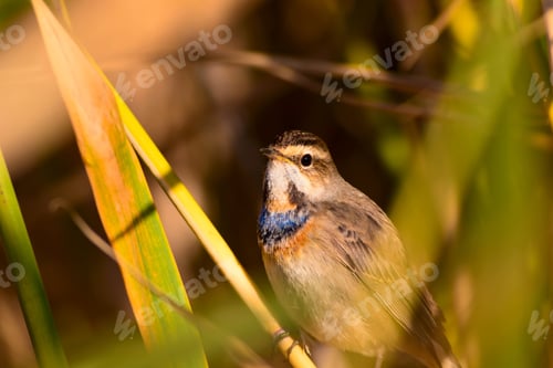 Preview: Cute Bird. Colorful Natural Background. Bird: Common Bird Bluethroat. Luscinia Svecica.