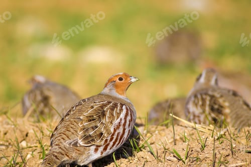 Preview: Wild Bird Partridge. Warm Colors Nature Background. Grey Partridge / Perdix Perdix