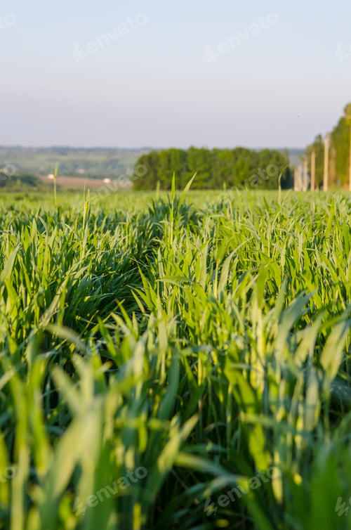 Preview: Beautiful View With A Field Of Green Wheat