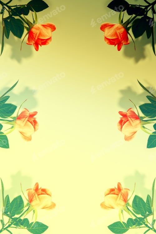 Preview: Bright Colorful Flower Rose. Natural Floral Background. Nature