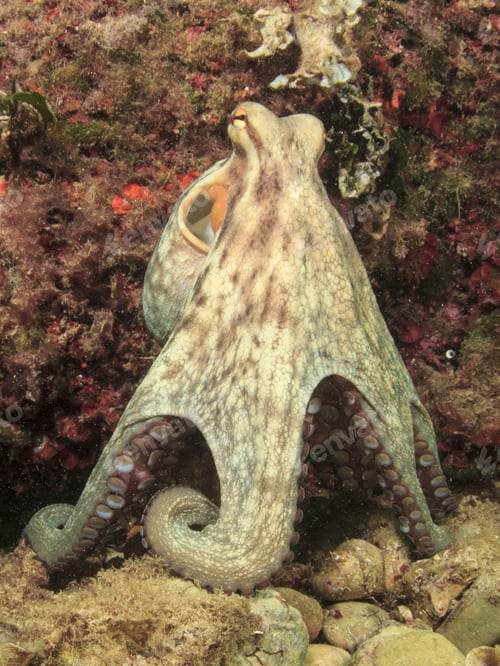 Preview: Octopus Underwater