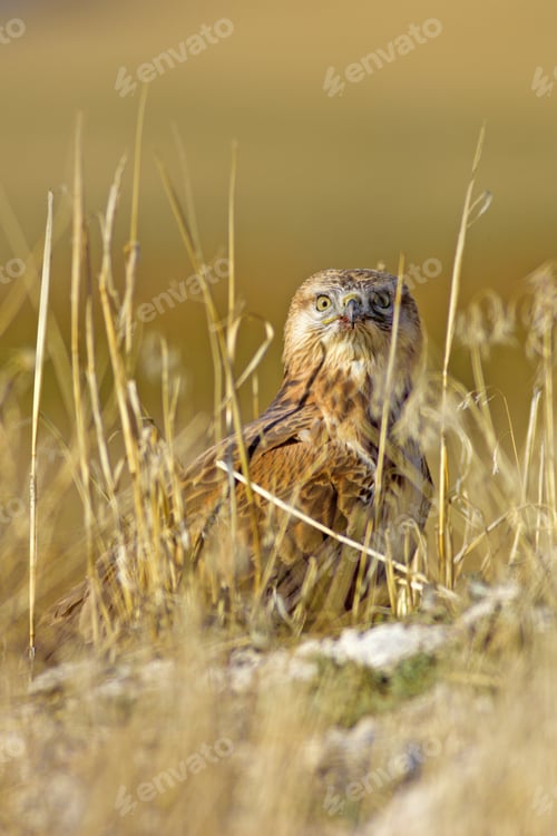 Preview: Buzzard. Natural Background.