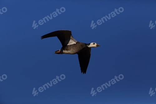 Preview: Snow Geese Bosque Del Apache, New Mexico Usa