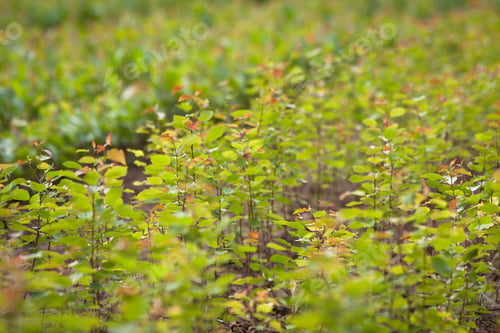 Preview: Young Birch Seedlings