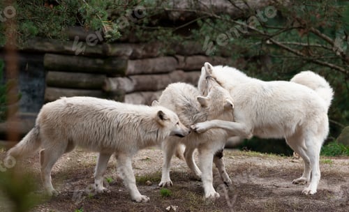 Preview: Arctic Wolves In The Forest