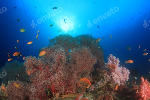 Preview: Coral Reef Underwater