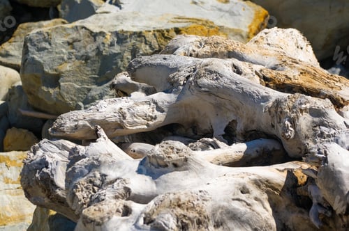 Preview: Driftwood, Washed Up By The Sea On A Pebble Beach