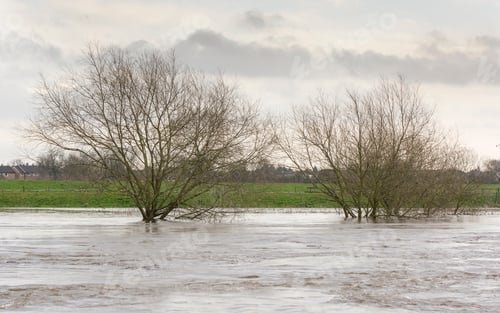 Preview: Trees Under Water During Floods