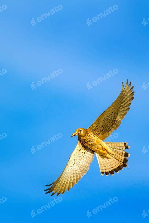 Preview: Flying Falcon With Hunt. Blue Sky Background. Bird: Lesser Kestrel. Falco Naumanni.