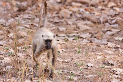 Preview: Gray Langur Also Known As Hanuman Langur In The Bandhavgarh National Park In India. Bandhavgarh Is