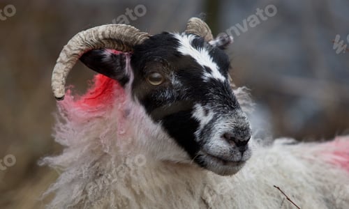 Preview: Scottish Blackface Sheep In The Scottish Highlands