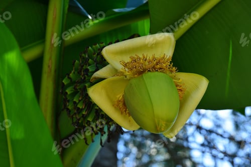 Preview: Musa Basjoo (Japanese Banana) Flower With Fruits In Batumi City Park