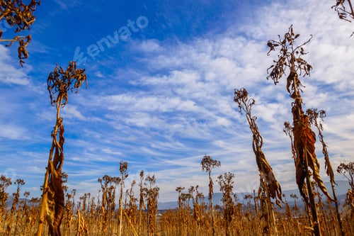 Preview: Dry Tobbaco Plant, Armenia