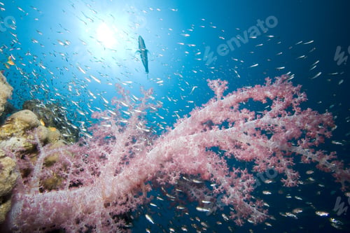 Preview: Soft Coral And Glassfish