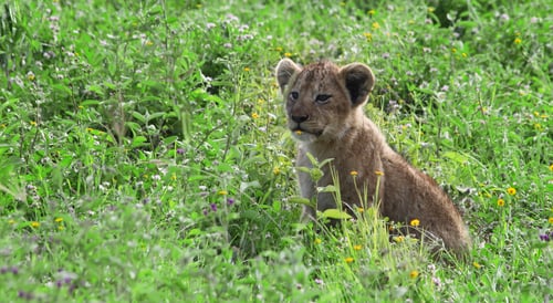 Preview: Lion Cub In The Grass In The Ngorongoro Crater, Tanzania