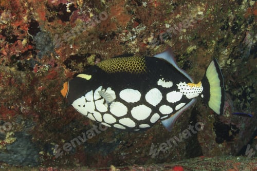 Preview: Clown Triggerfish
