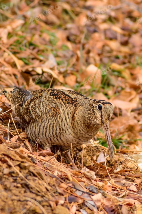 Preview: Woodcock. Dry Leaves Background. Bird: Eurasian Woodcock. Scolopax Rusticola.