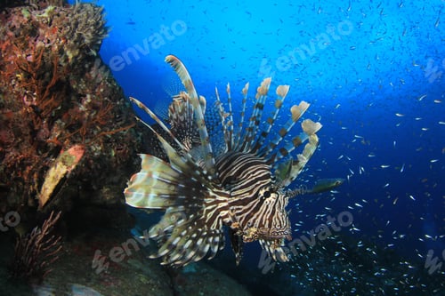 Preview: Lionfish Fish On Coral Reef