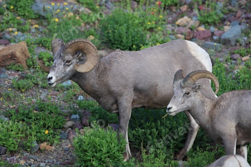 Preview: Bighorn Sheep Glacier National Park Montana Usa
